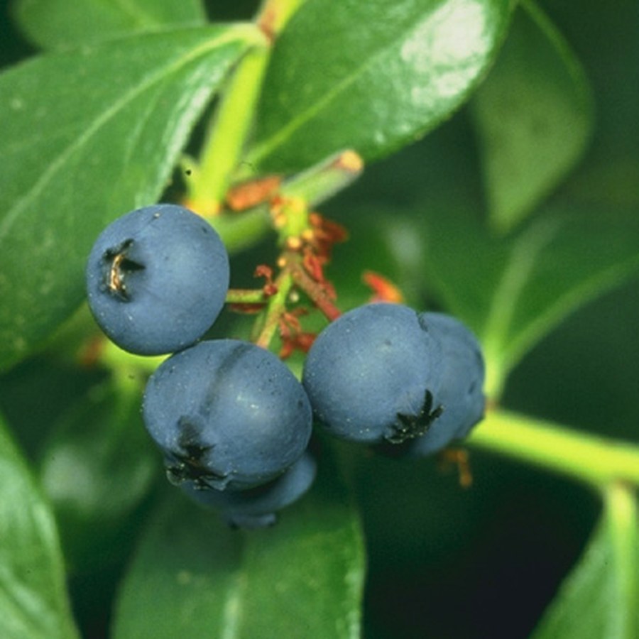 Blueberries Family Pack