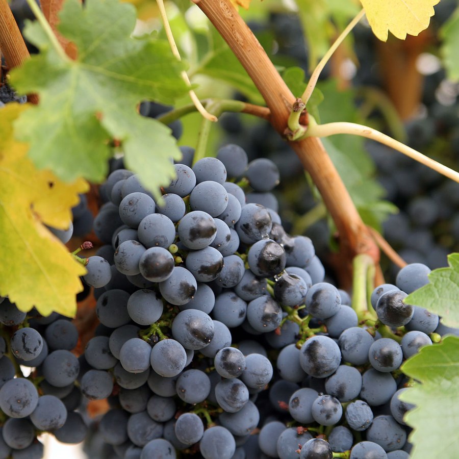 Green Seedless Grapes