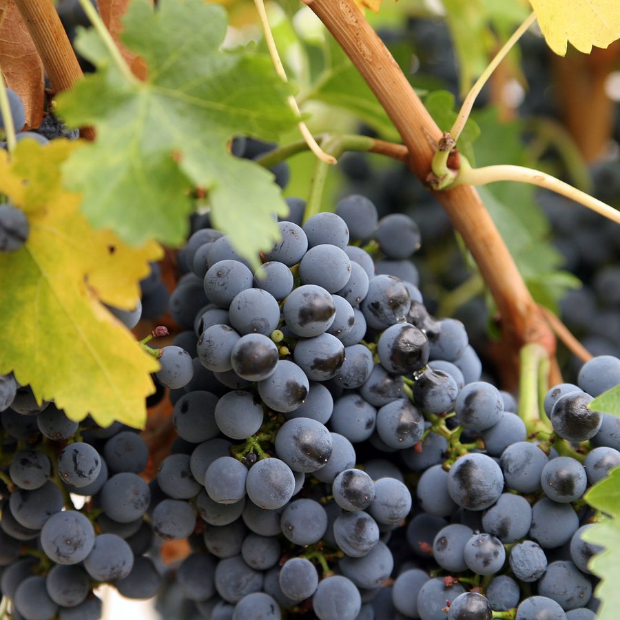 Grape Snack Pack