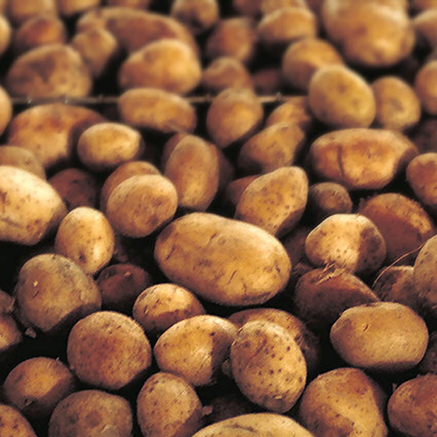 Russet Potatoes 5 lb