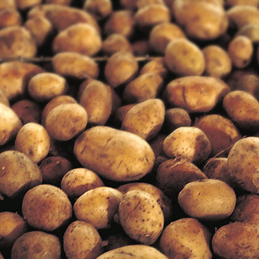 Baby Potatoes 1.5 lb